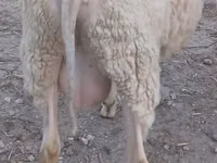 Ram, Sheep — photo 2