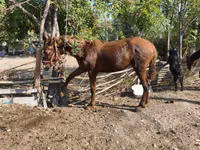 Horse (M), Horses — photo 3