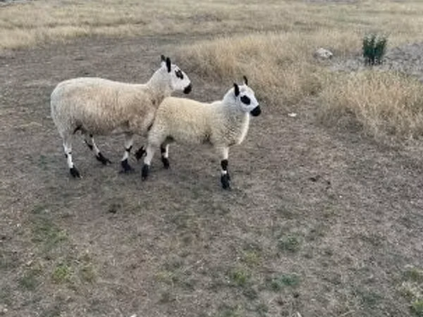 母羊, Cerry Hill sheep