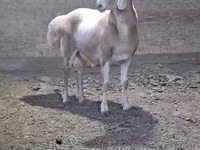 كبش, الأغنام — الصورة 2