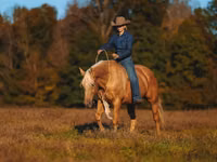 Horse (M), Quarter Horse — photo 2