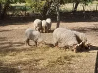 भेड़, Racka sheep — फ़ोटो 3