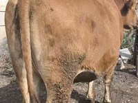 Cow, Cattle — photo 5