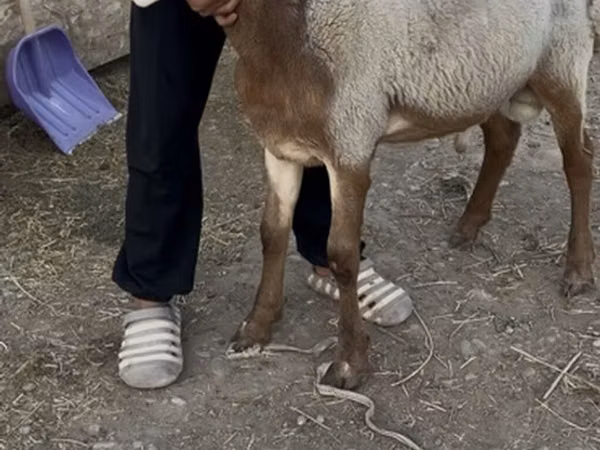 كبش, Rhon sheep