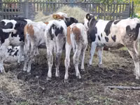 Ng'ombe jike, Simmental cattle — picha 3