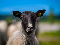 公羊, Romanov sheep — 照片 1