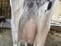 Lo’, British White Cow — sawirka 3