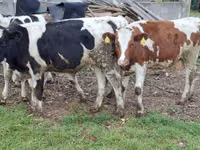 Ng'ombe jike, Russian Black pied cattle — picha 3