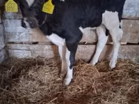 ثور, Russian Black pied cattle — الصورة 4