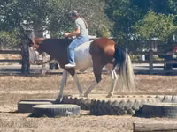Hengst, American paint horse — Foto 5