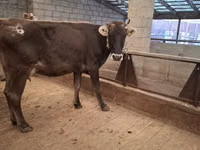 Cow, Cattle — photo 4