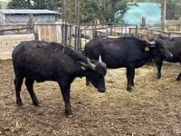 Toro, Búfalo — foto 4