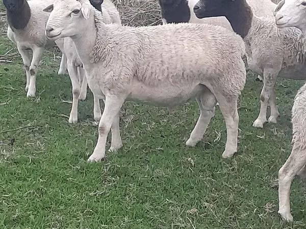 Ram, Dorper sheep — South Africa