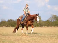 Hengst, Quarter Horse — Foto 3