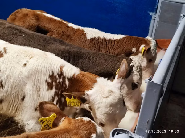 Ng'ombe dume, Simmental cattle