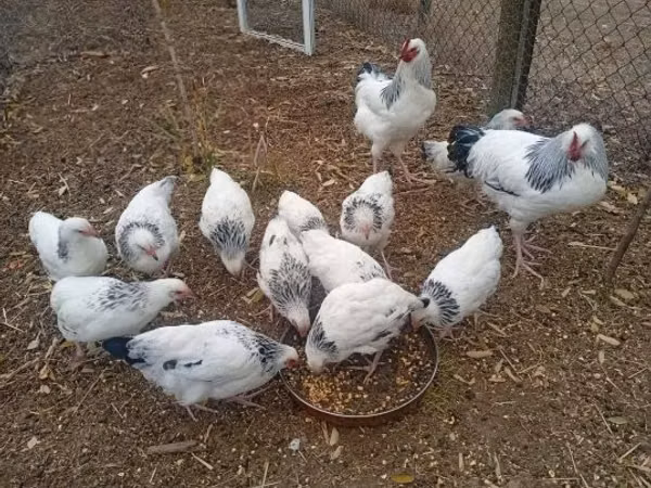 ससेक्स