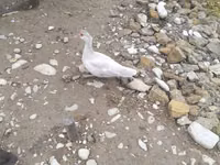 Ducks — फ़ोटो 2