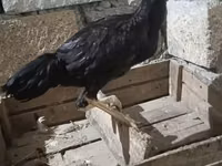 Chickens — फ़ोटो 2