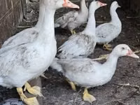 Ducks — photo 2