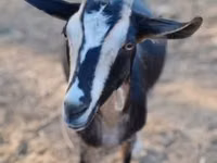 عنزة, Toggenburg goat — الصورة 2