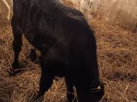 Bull, Simmental cattle — photo 7