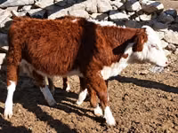 Lo’ (xirmo, jins lama sheegin), Kazakh White-headed cow — sawirka 5