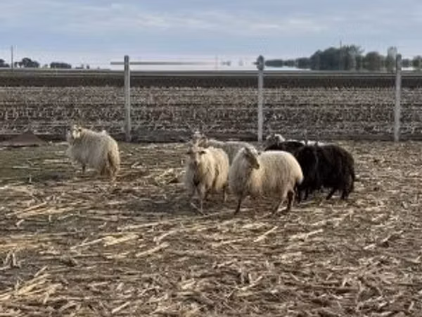 भेड़, Racka sheep