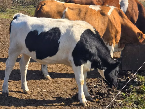母牛, Russian Black pied cattle