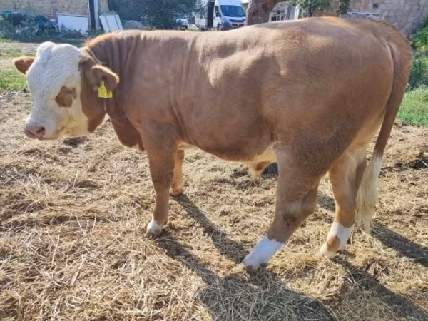 Toro, Raza gris húngara