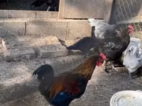 Marans — picha 4