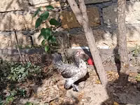 Chickens — photo 6
