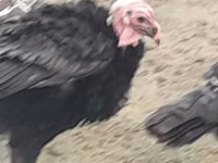 ब्रॉड ब्रेस्टेड व्हाइट — फ़ोटो 2