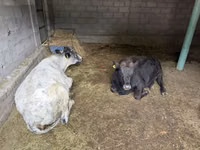 母牛, Swiss cattle — 照片 1