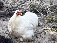 Bantam Pekín — foto 1