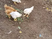 सेब्राइट — फ़ोटो 4