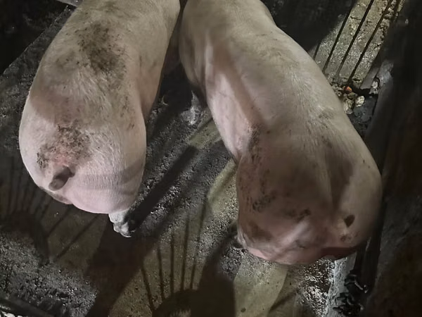 公猪, Pigs