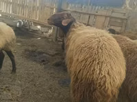 公羊, Sheep — 照片 5