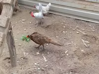 Chickens — 照片 2