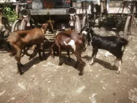 عنزة, Black Bengal goats — الصورة 1