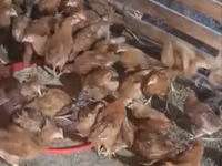 Chickens — الصورة 1