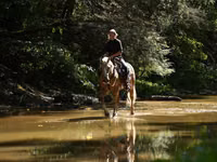 حصان, Quarter Horse — الصورة 2