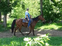 公马, Standardbred — 照片 7