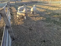 Ram, Sheep — photo 3