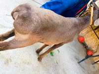 मेढ़ा, Hissar sheep — फ़ोटो 1