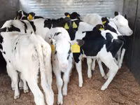 Cattle (batch, sex not specified), Russian Black pied cattle — photo 3