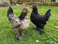 Chickens — photo 7