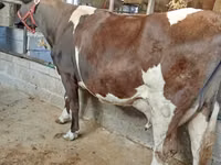 Vaca, Raza Holstein — foto 2