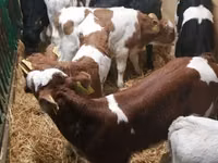 أبقار (دفعة، الجنس غير محدد), Simmental cattle — الصورة 4