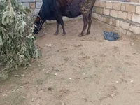 Vaca, Ganado vacuno — foto 4