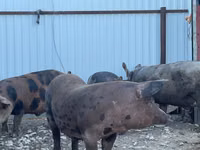 Boar, Pigs — photo 2